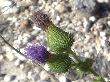 Cirsium vulgare a Latina